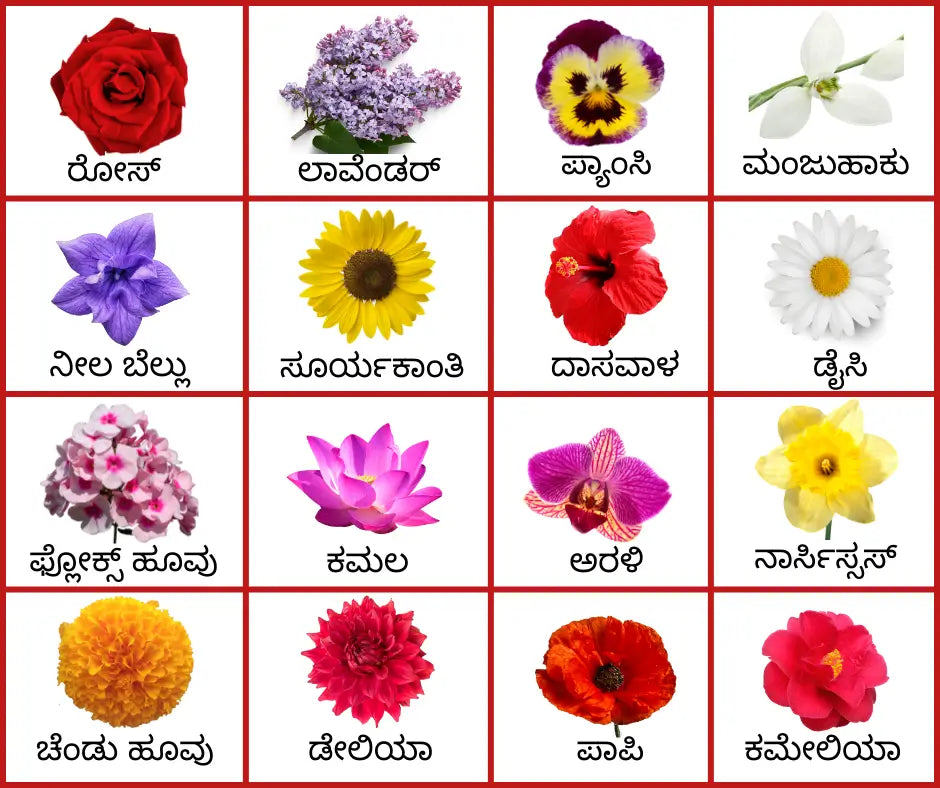 Flowers name in Kannada